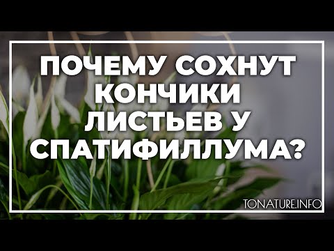 Почему сохнут кончики листьев у спатифиллума? | toNature.Info