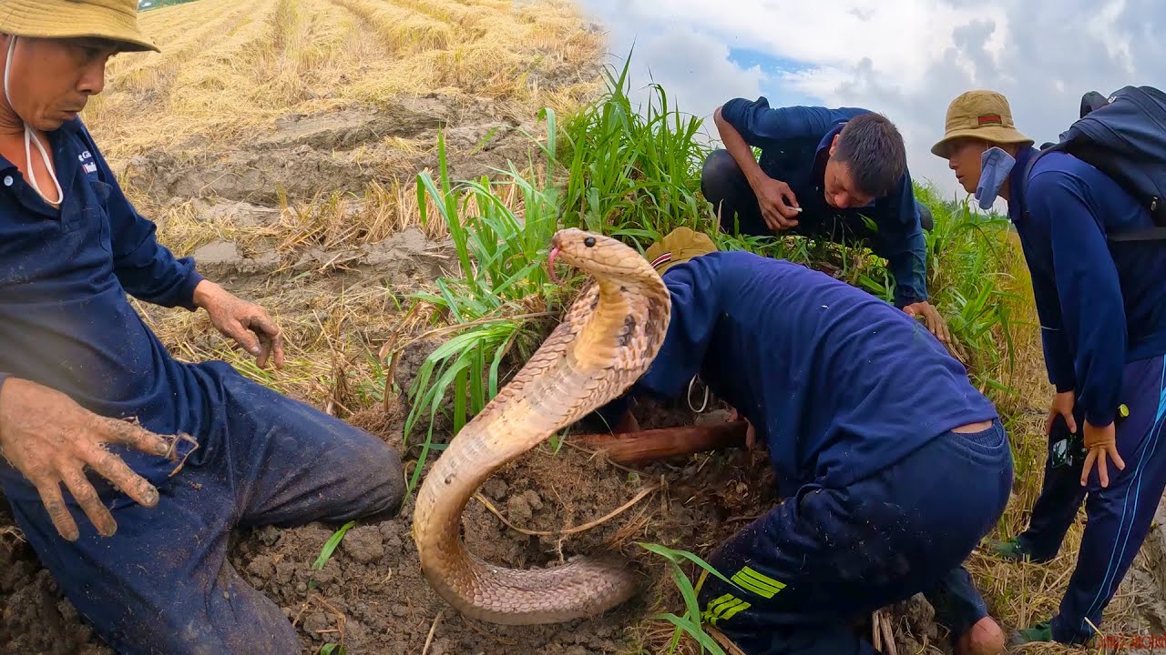 ĐỊA ĐIỂM VÀNG | Rắn Hổ Mang | TGSB #490