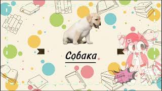 Угадай животное по тени!!🐈🐕 // Развивающие видео детям🧒 - KOTIK_TV 🐱