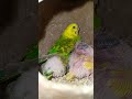 Nature is Beautiful! ❤️ Inki masoomiyat ne dil jeet liya! 🦜#shorts #budgies #birds #viral #cute