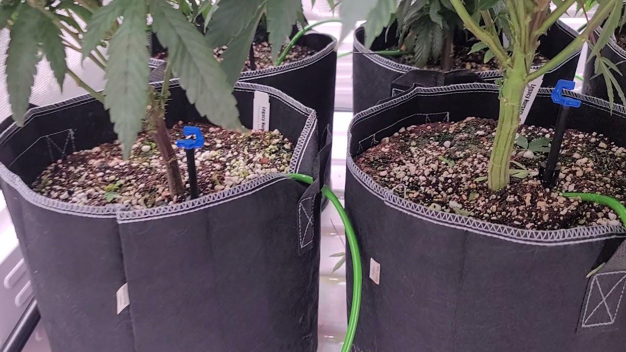 chilled x5 growcraft day 7 of flower