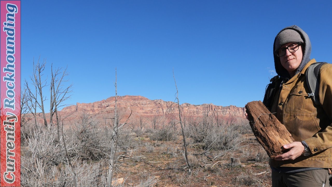The Whole Guacamole Petrified Wood