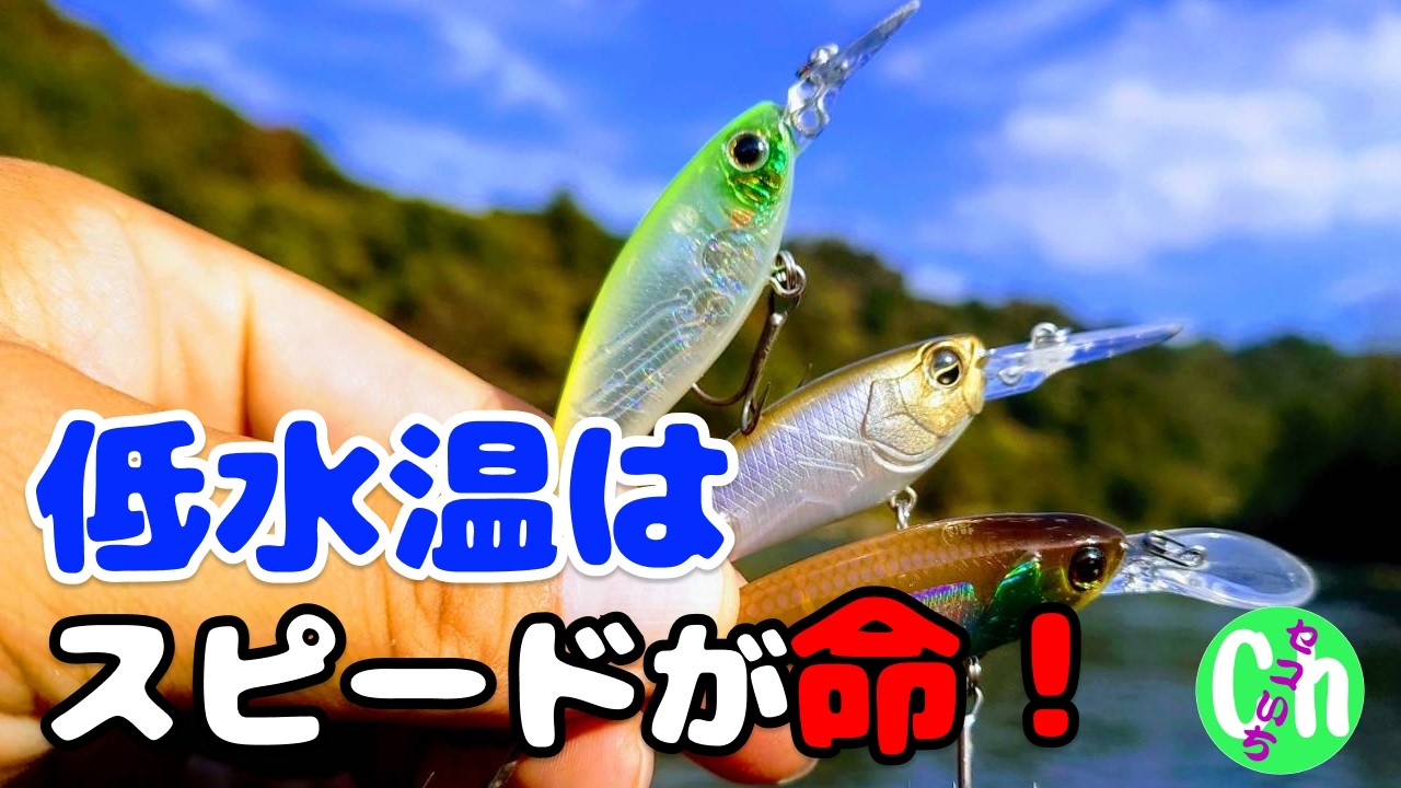 【シャッド】低水温はスピードが命❗️根掛かりを恐れずビックバスGET❗️【川スモール】【Black bass】【ジャッカル】【ダイワ】【11月】【12月】