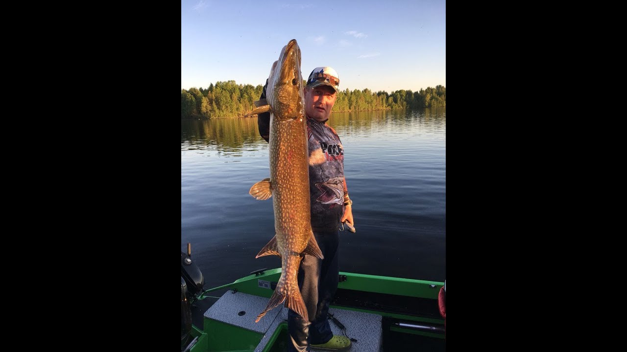 РЫБАЛКА КАРЕЛИЯ КРУПНЫЕ ЩУКИ - YouTube