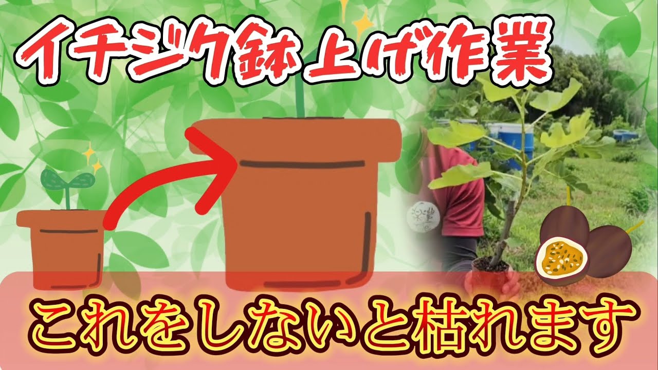 Repotting figs! Surprisingly, they die at this stage!! - YouTube