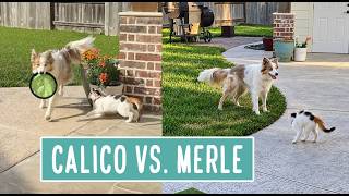 Calico vs. Merle