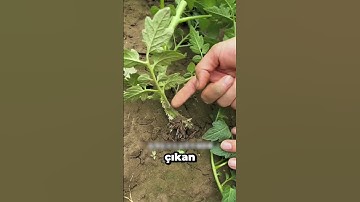 Domatesleri Coşturan O Basit Teknik