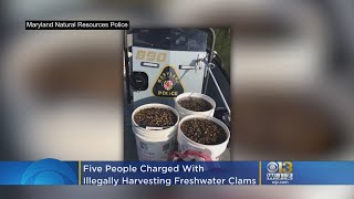 5 People Charged With Illegally Harvesting Freshwater Clams From Potomac River
