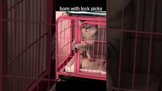 funny cat too smart for cage cat meme shorts