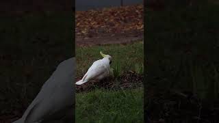 A Poor Couple Of Cockatoo Finding Food In Front Of My Apartment