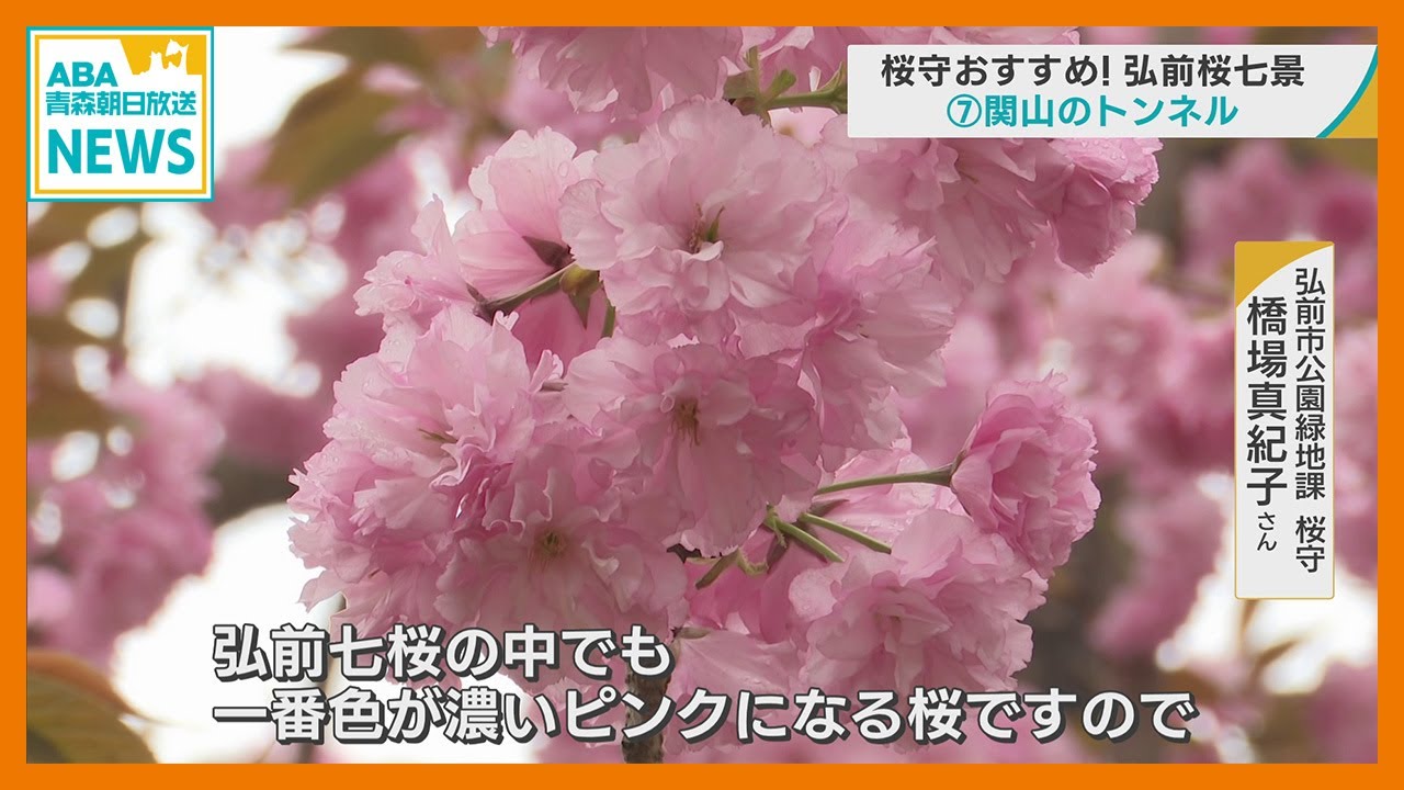 Recommended by the cherry blossom enthusiasts of Hirosaki Park