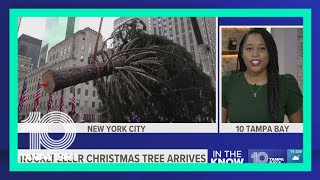 Holiday arrival: Rockefeller tree ushers in Christmas season