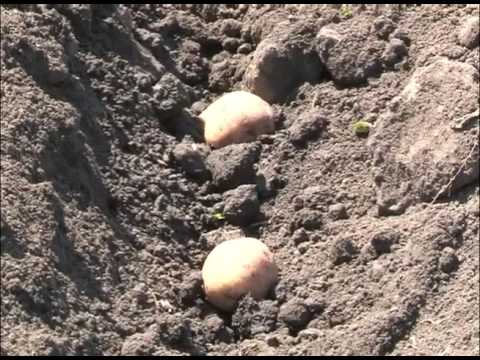 Чират бәрәңгегә