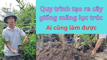 Quy trình tạo ra cây giống măng tre lục trúc | Măng lục trúc | DụngCụ Làm Vườn Tân Ánh #mangluctruc