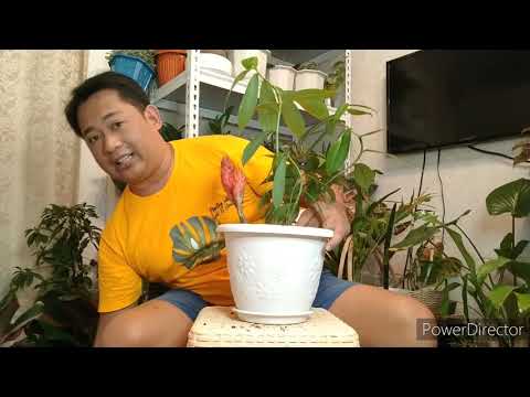 Video: Spiral Stems Ntawm Costus