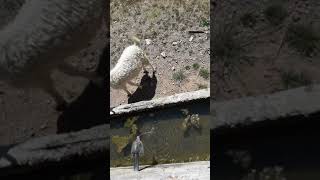 Pinarin Yosun Tutmus Kazanini Acarken Suru Su Iciyor Resimi