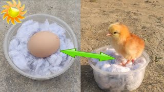 Sunlight egg hatching // Sunlight incubator