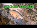 Sand springs and storms fishing for the  brookies