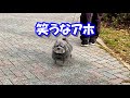 公園でアニメ犬を初めて見た人々の反応がこちら