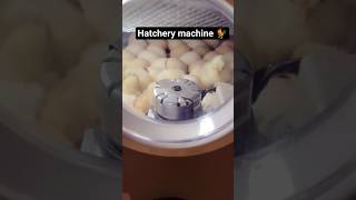 chicken hatchery machine 🐓🐓#youtubeshorts #viral #shortvideo #minivlog #KamarulHodw