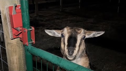 Gate Latches - My Favorite ones