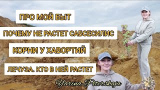 Про мой быт. Почему не растет эхеверия сабсесилис.Корни у хавортий. Лечуза.Кто в ней растет.