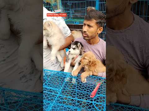 Pet Market Kolkata 😍/lowest price puppy dog/gallif street dogs #shorts #viral #dog #dogs #doglover