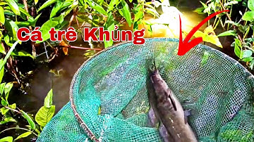 Cắm Câu Cá Lóc Mùa Nước Nổi Về Nấu Cháo | Fishing for Snakeheads in Floating Water Season | Khánh TV