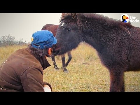 Horse Thanks His Friend's Rescuer