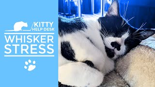 Is Whisker Stress a Real Problem for Cats? by Kitty Help Desk 80 views 3 months ago 5 minutes, 17 seconds