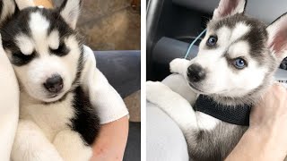 The Best Adorable Husky Puppies 🐶 Look Forward To Seeing Them All | Cute Puppies by Cutest Puppies City 520 views 2 months ago 9 minutes, 37 seconds