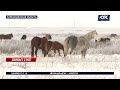 Опасная инфекционная болезнь убивает лошадей в двух селах Карагандинской области