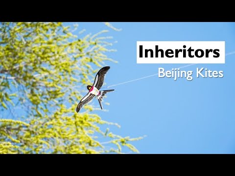 Video: Swallows: birds are heralds of spring