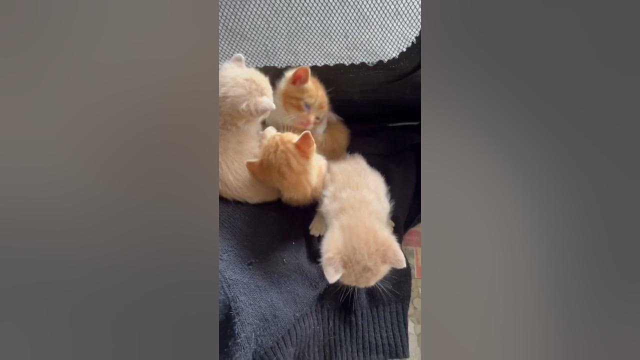 3-week-old-orphaned-kittens-kittens-orphansanimalslife-youtube