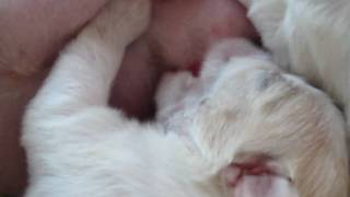 8-day-old Maltese Puppies Suckling 8-day-old Maltese Puppies Suckling