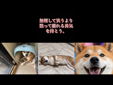 【柴犬飼い主55歳】柴犬から教わる。
