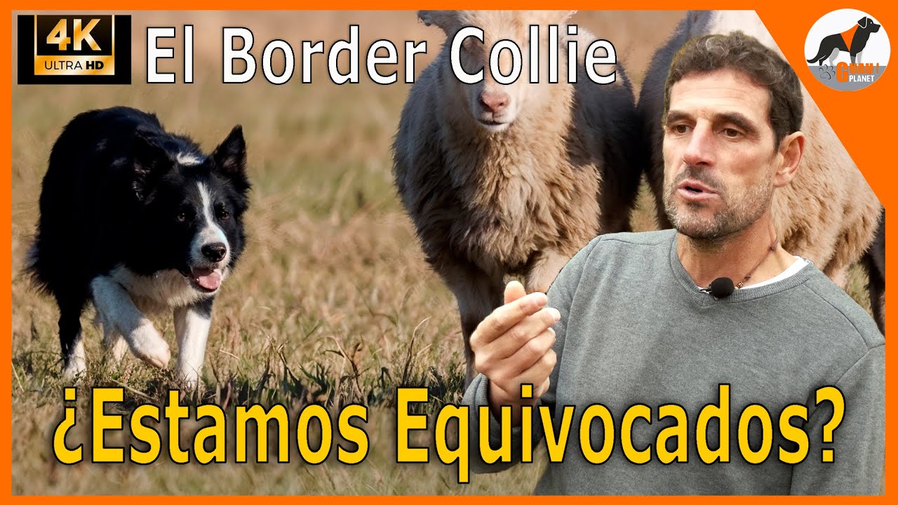 “Óscar Murguía: La verdad del Border Collie que nadie te cuenta 🐑🐕‍🦺🔥”