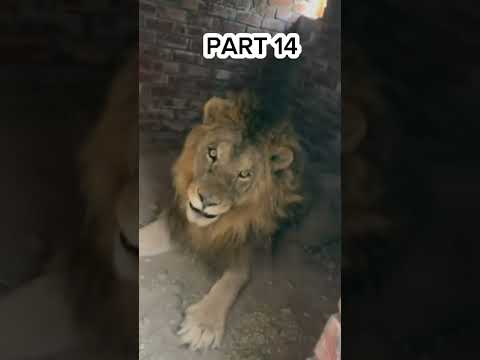 Lencaa Wayyoo Duet Neweritrean Baala Gizee Funny Comedy Eritreanmusic Humor Gutu Abera