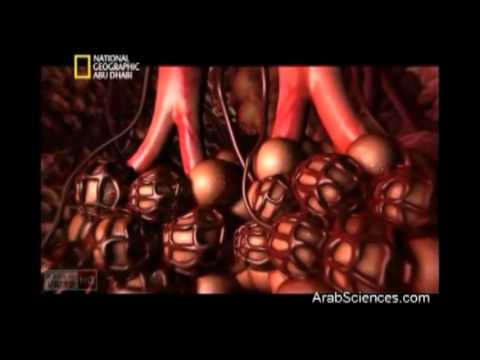 الت بادل الغازي في مستوى الحويصلة الر ئوي ة