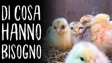 Cosa dare da mangiare ai pulcini appena nati?