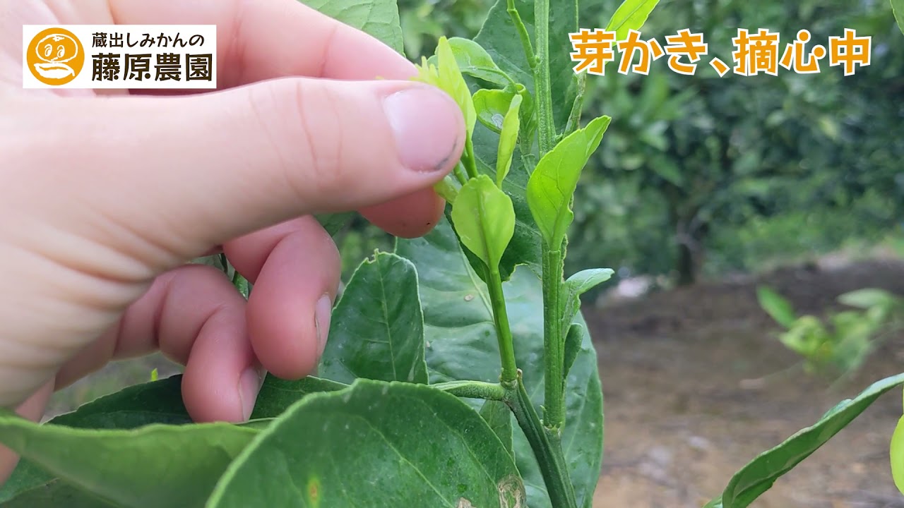 みかんの苗木、夏芽剪定（芽かき、摘心）のご紹介～定植１年目7月下旬編～