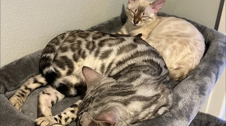 Watch the video about Reality of bringing home TWO Bengal cats! - 3 month update!