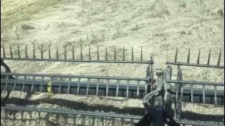 Harvesting canary seed in May 2017