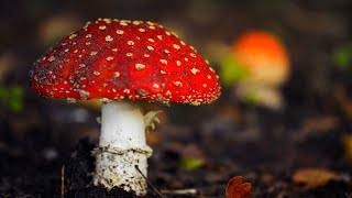 Estos Son Los Venenos Más Mortales Del Mundo