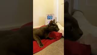 Vet Warming Blanket