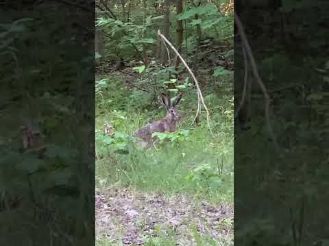 Видео: Заяц, погоди!