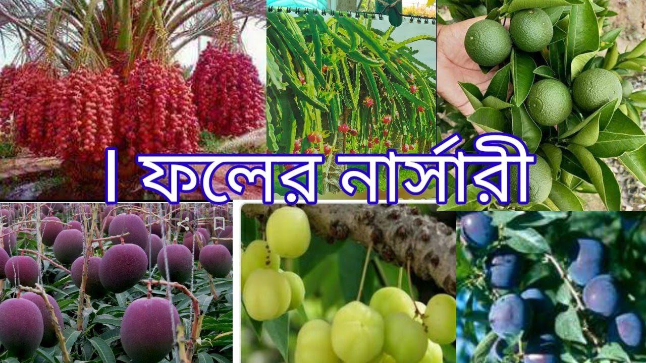 Nisha nursery Kolkata fruit nursery উত্তর 24 পরগনা বিশরপাড়া নিশা