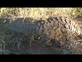 It’s World Pangolin Day!