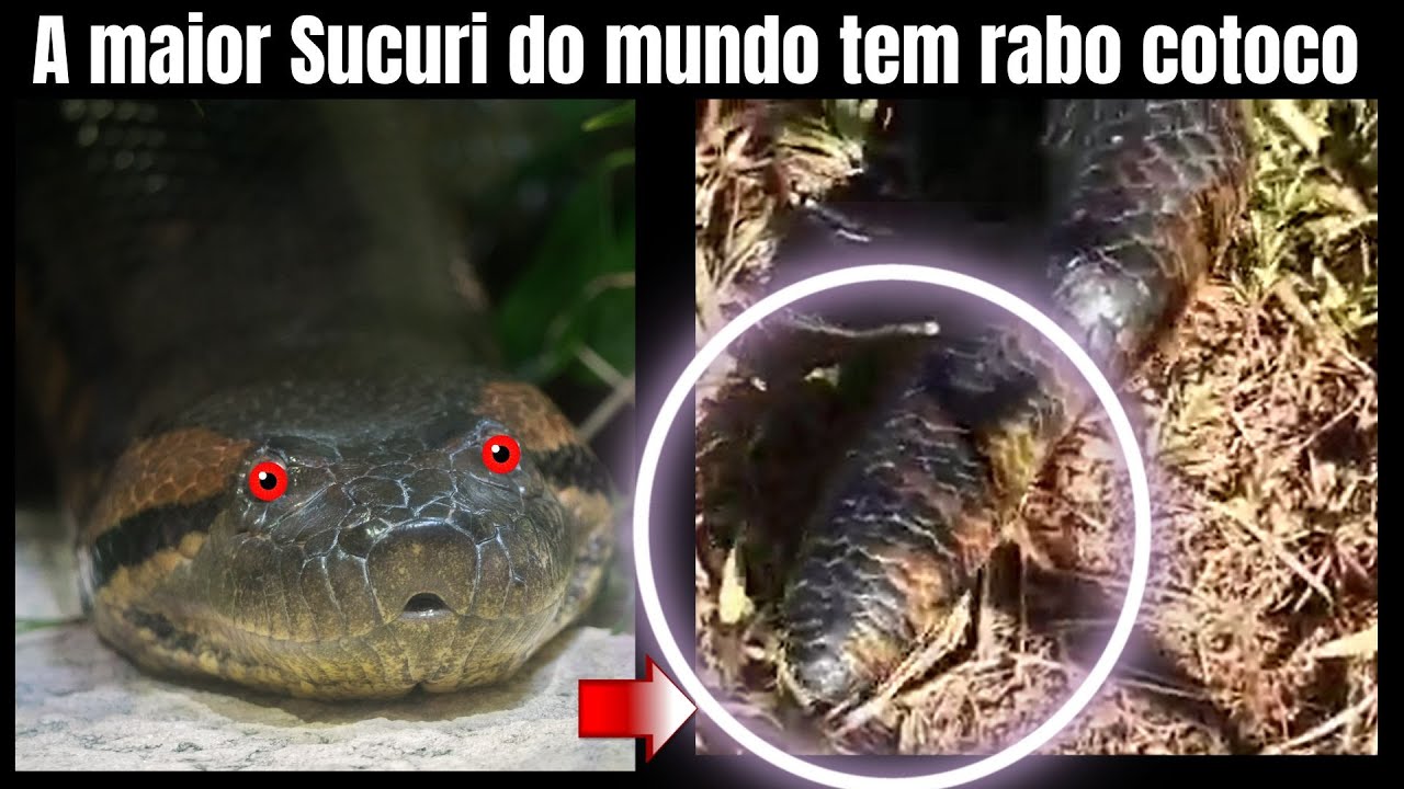 A Maior Sucuri do Mundo tem Rabo Cotoco