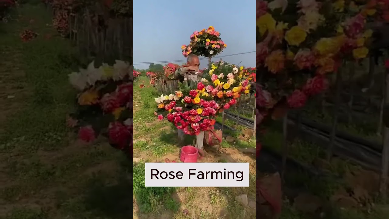 Rose Farming 